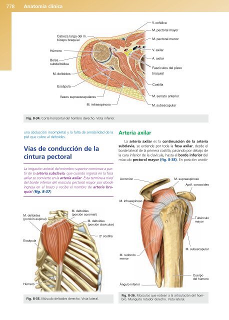 Anatomía Clínica - Pró 1ª