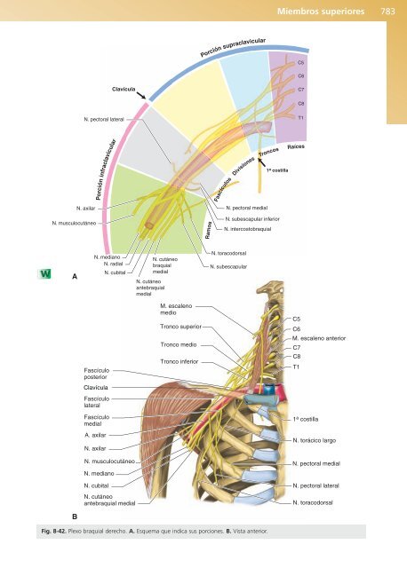 Anatomía Clínica - Pró 1ª