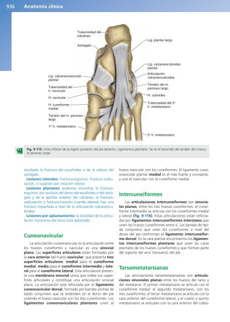 Anatomía Clínica - Pró 1ª