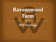 Ravenswood 2018 yearlings