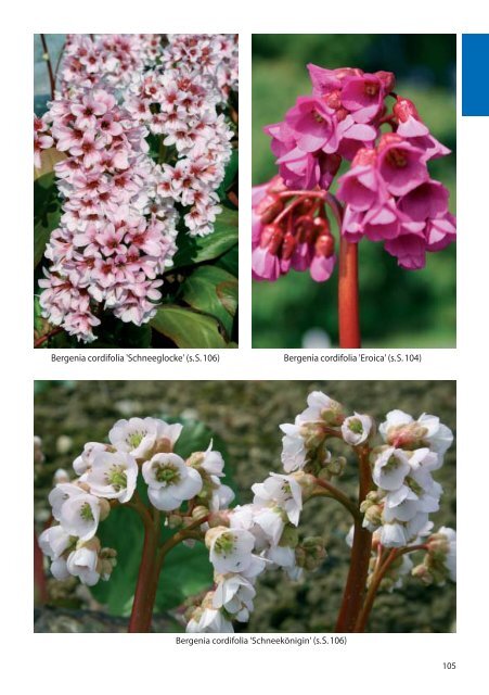 Bergenia