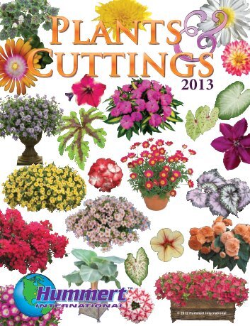 spring bedding plants - Hummert International