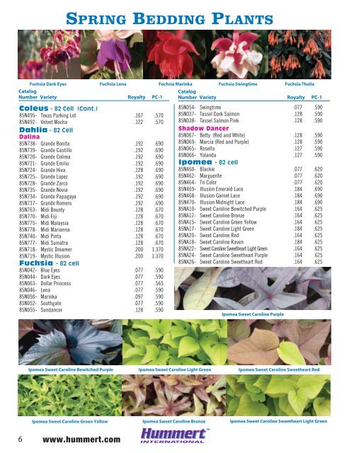 spring bedding plants - Hummert International