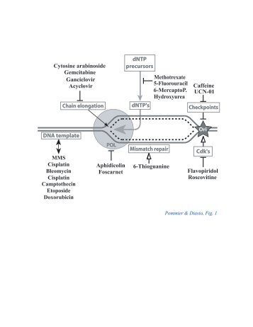 dNTP's DNA template POL Chain elongation dNTP precursors ...