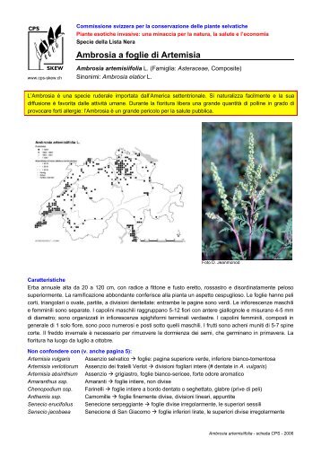 Ambrosia a foglie di Artemisia