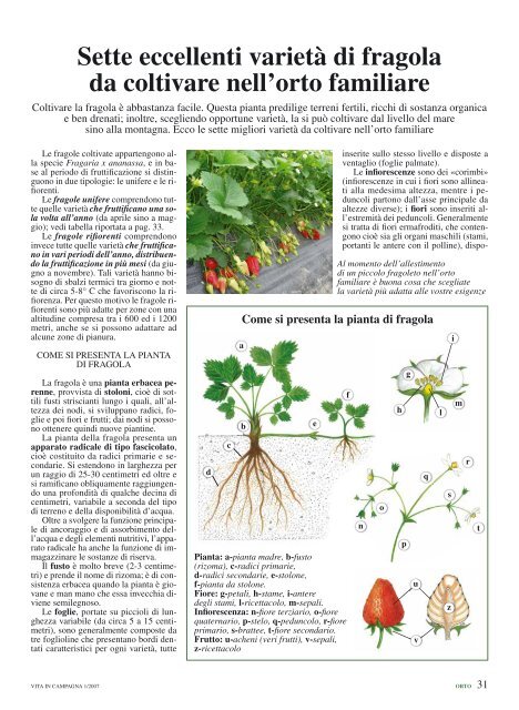 Sette Eccellenti Varieta Di Fragola Da Coltivare Nell Orto Familiare