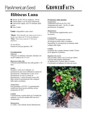 Hibiscus Luna - Italian - Pan American Seed Company