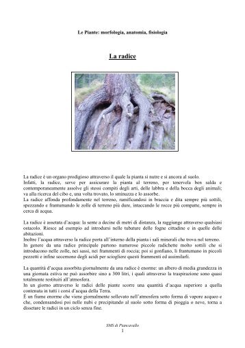 La radice - Scuola Media di Piancavallo