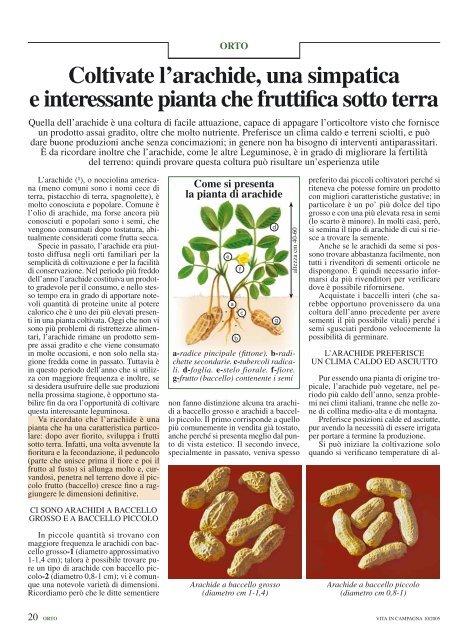 Coltivate l'arachide, una simpatica e interessante pianta che fruttifica ...