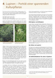 4. lupini – pianta 4. Lupinen – Porträt einer spannenden Kulturpflanze