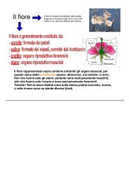 5//10//20 o 35 x Fragola Piante con Radici Nude Scelta di Varietà