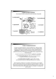 I TESSUTI DELLE PIANTE TESSUTI MERISTEMATICI