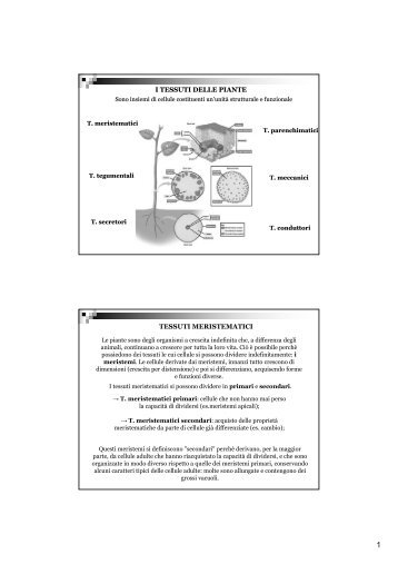 I TESSUTI DELLE PIANTE TESSUTI MERISTEMATICI