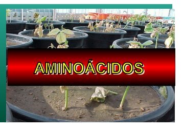 AMINOACIDOS