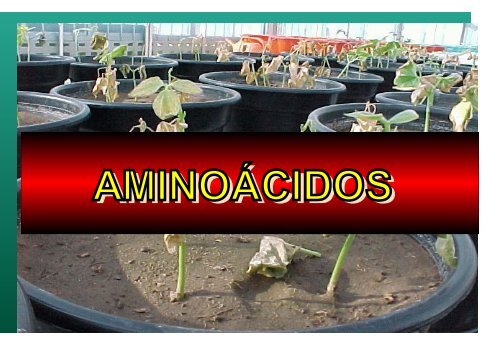 AMINOACIDOS