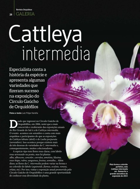 Orquídeas_Da_Natureza_Nº_16