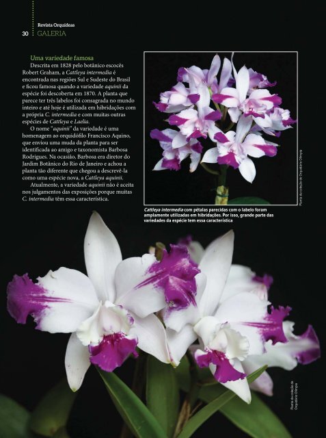 Orquídeas_Da_Natureza_Nº_16