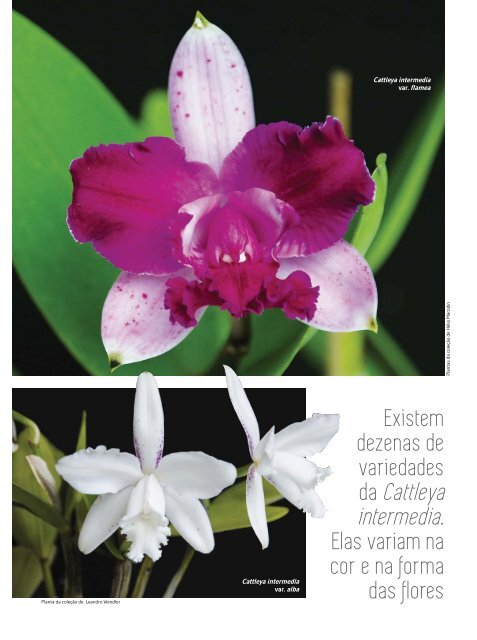 Orquídeas_Da_Natureza_Nº_16