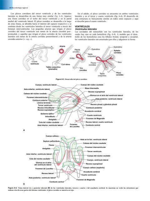 Principios de Neurociencia Haines 4a Ed_booksmedicos.org