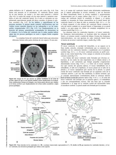 Principios de Neurociencia Haines 4a Ed_booksmedicos.org