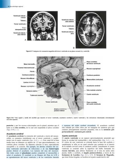 Principios de Neurociencia Haines 4a Ed_booksmedicos.org