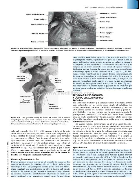 Principios de Neurociencia Haines 4a Ed_booksmedicos.org