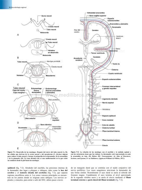 Principios de Neurociencia Haines 4a Ed_booksmedicos.org