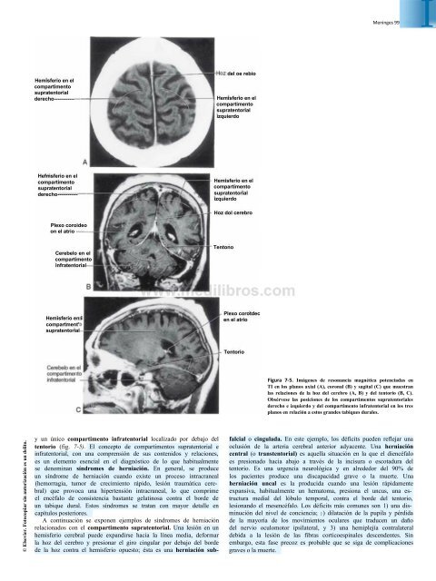 Principios de Neurociencia Haines 4a Ed_booksmedicos.org