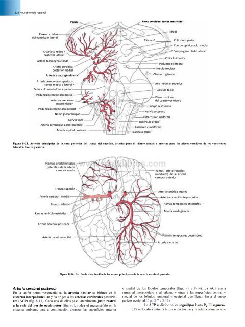 Principios de Neurociencia Haines 4a Ed_booksmedicos.org