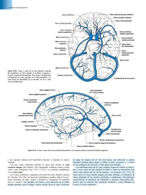 Principios de Neurociencia Haines 4a Ed_booksmedicos.org
