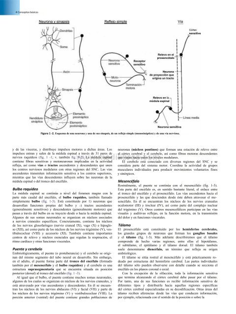 Principios de Neurociencia Haines 4a Ed_booksmedicos.org