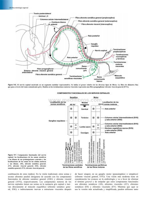 Principios de Neurociencia Haines 4a Ed_booksmedicos.org