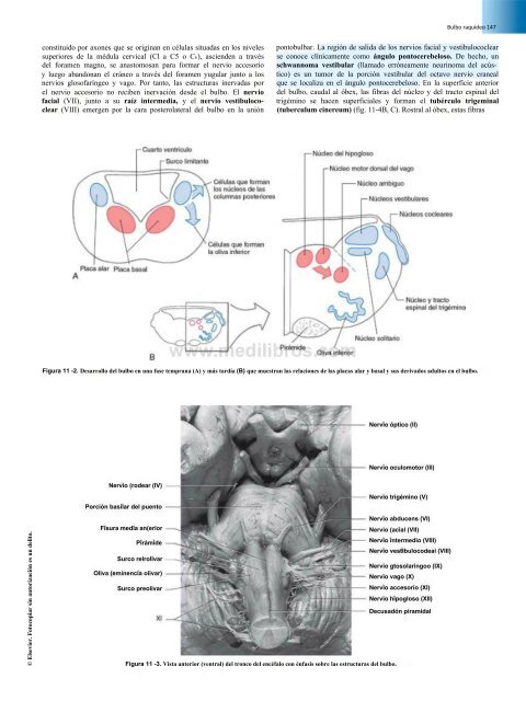 Principios de Neurociencia Haines 4a Ed_booksmedicos.org