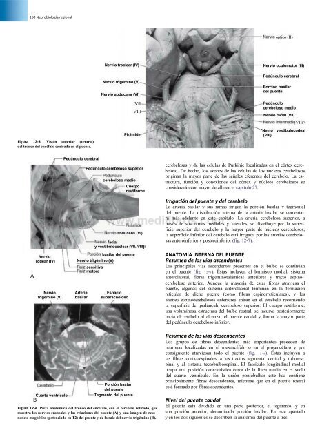 Principios de Neurociencia Haines 4a Ed_booksmedicos.org