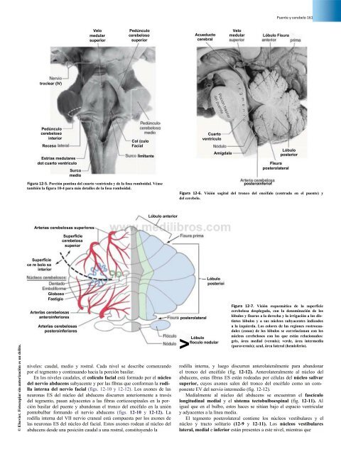 Principios de Neurociencia Haines 4a Ed_booksmedicos.org