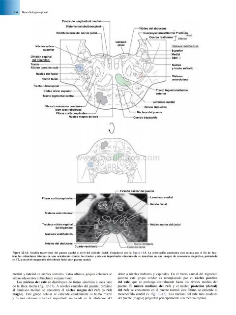 Principios de Neurociencia Haines 4a Ed_booksmedicos.org