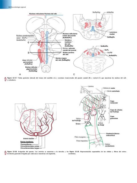 Principios de Neurociencia Haines 4a Ed_booksmedicos.org