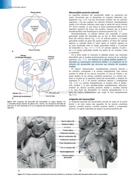 Principios de Neurociencia Haines 4a Ed_booksmedicos.org