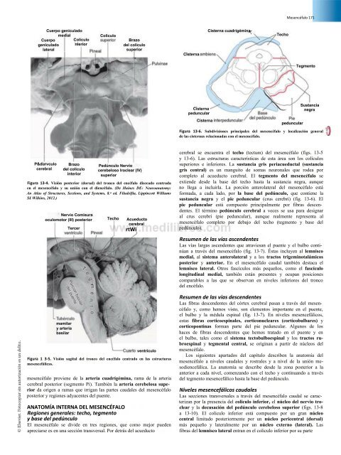 Principios de Neurociencia Haines 4a Ed_booksmedicos.org