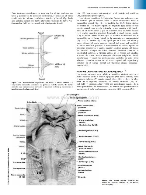 Principios de Neurociencia Haines 4a Ed_booksmedicos.org