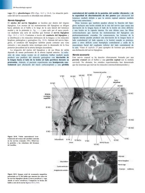 Principios de Neurociencia Haines 4a Ed_booksmedicos.org