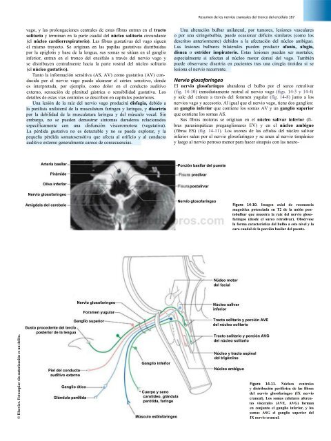 Principios de Neurociencia Haines 4a Ed_booksmedicos.org