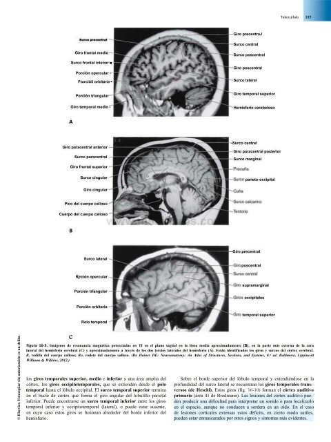 Principios de Neurociencia Haines 4a Ed_booksmedicos.org