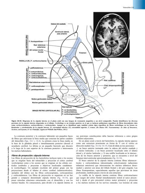 Principios de Neurociencia Haines 4a Ed_booksmedicos.org