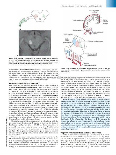 Principios de Neurociencia Haines 4a Ed_booksmedicos.org