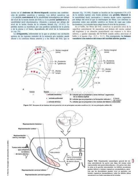 Principios de Neurociencia Haines 4a Ed_booksmedicos.org