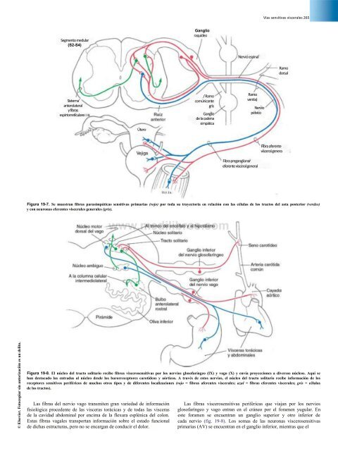 Principios de Neurociencia Haines 4a Ed_booksmedicos.org