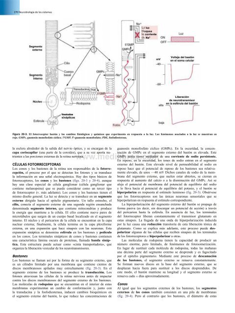 Principios de Neurociencia Haines 4a Ed_booksmedicos.org