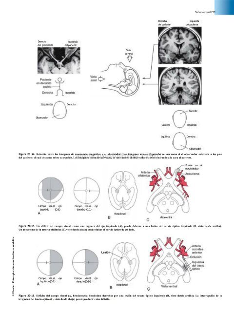 Principios de Neurociencia Haines 4a Ed_booksmedicos.org