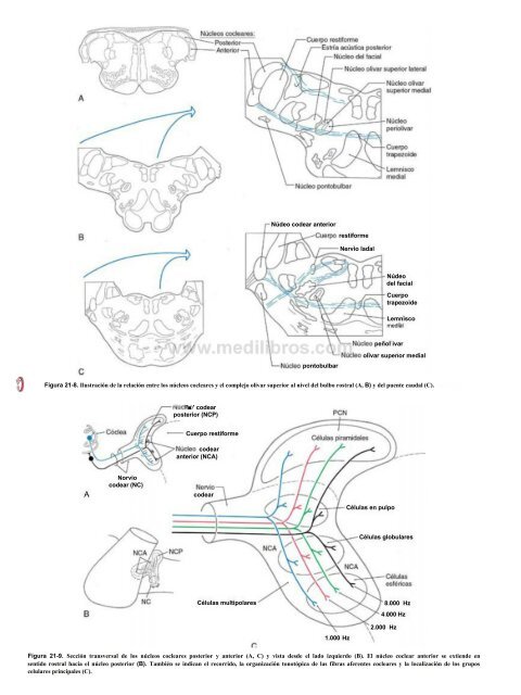 Principios de Neurociencia Haines 4a Ed_booksmedicos.org